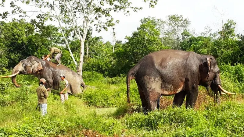 Dua gajah latih yang dikerahkan BBKSDA Riau untuk mengatasi gajah liar masuk kebun dan pemukiman di Indragiri Hulu.