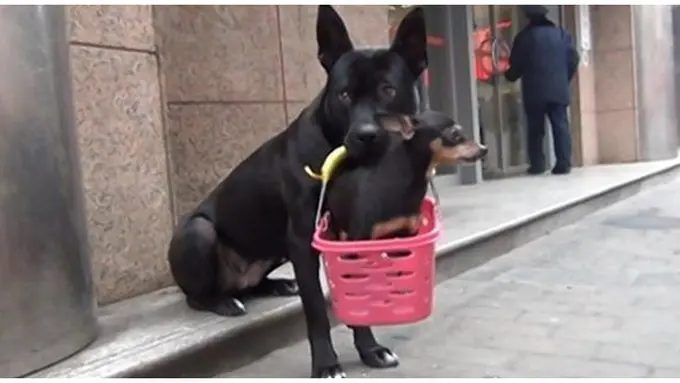 Foto : copyright nydailynews.com