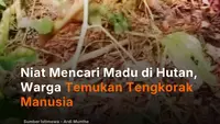 Niat Mencari Madu di Hutan, Warga Temukan Tengkorak Manusia