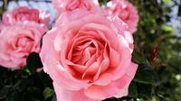 Pink rose (dok. Wikimedia Commons)