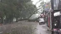 Pohon tumbang menutup Jalan Gunung Batu Kota Bogor, Selasa (31/10/2023) sore. Hujan deras disertai angin kencang yang mengguyur wilayah Kota Bogor, Jawa Barat ini menyebabkan sejumlah pohon tumbang di beberapa titik. (Liputan6.com/Achmad Sudarno)