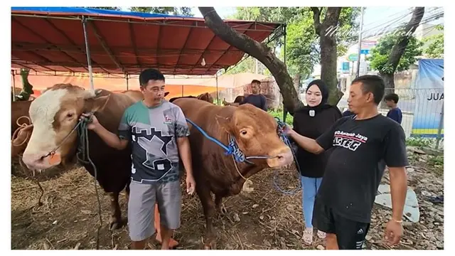 Pertama Kali Berkurban, Ini 9 Potret Nathalie Holscher Cari Hewan Kurban
