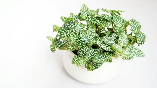 Fittonia