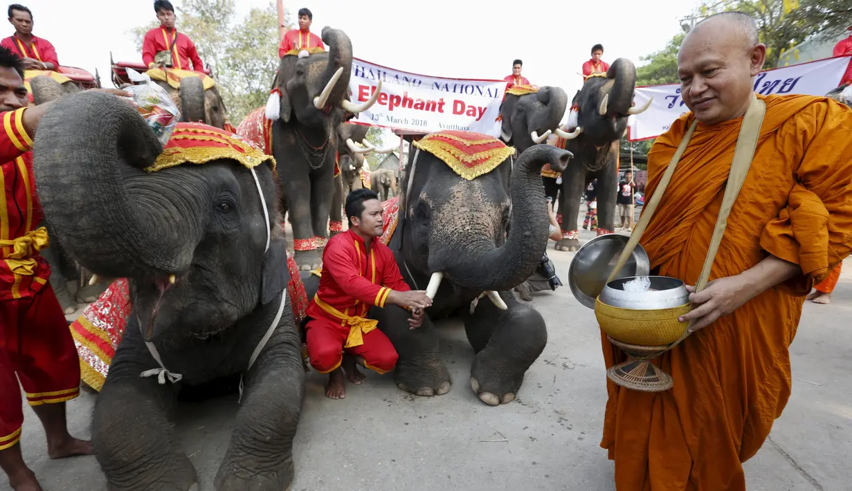 Biksu Buddha memberi pemberkatan kepada gajah saat perayaan Hari Gajah Nasional di kota bersejarah, Thailand, (3/11).Populasi Gajah kini mulai mengalami penurunan. (REUTERS / Chaiwat Subprasom)