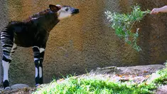 Petugas memberikan makanan kepada bayi okapi di dalam kandang Kebun Binatang Los Angeles, Selasa (23/1). Bayi betina okapi yang diperlihatkan untuk umum tersebut lahir pada 10 November 2017 lalu. (AP Photo/Richard Vogel)