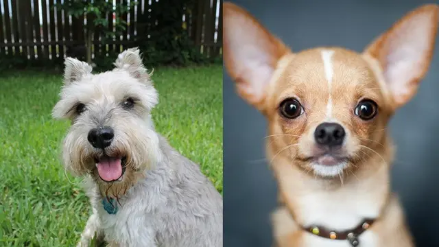 Miniatur Schnauzer dan Chihuahua