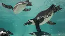Penguin Afrika atau Penguin Jackass berenang di kolam selama persentasi kepada awak media di kebun binatang Roma, Kamis (27/12). Jumlah yang berkurang menyebabkan penguin ini diklasifikasikan sebagai spesies terancam punah. (AP/Alessandra Tarantino)