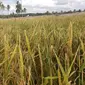 Serangan belalang merusak sawah-sawah petani di Waingapu, Sumba, NTT (Liputan6.com / Ola Keda)