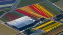 Penampakan ladang bunga tulip De Keukenhof di Lisse, Belanda, Jumat (20/4). Tulip beraneka warna tersebar di lahan seluas 32 hektare. (AP Photo / Peter Dejong)