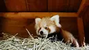 Bayi panda merah berada di kandangnya di Kebun Binatang Biotropica di Val-de-Reuil, Prancis, (28/8). Panda Merah memiliki bulu tebal berwarna merah kecoklatan dan berkaki hitam. (AFP Photo/Charly Triballeau)