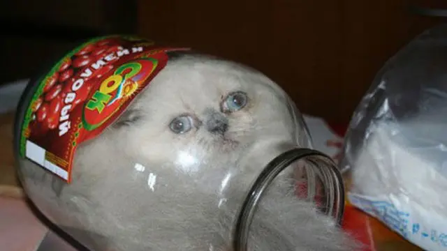 7 Momen Apes yang Dialami Kucing Ini Ini Bikin Kasihan