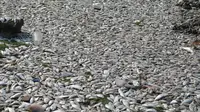 Ribuan ikan mati di pantai Ancol, Jakarta Utara. (Liputan6.com/Gempur M Surya)