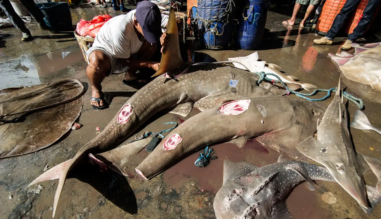 Nelayan saat memotong ikan hasil tangkapannya, termasuk hiu, di sebuah tempat pelelangan ikan di Brondong, Lamongan, Jawa Timur, Senin (13/3). (AFP Photo/Juni Kriswanto)