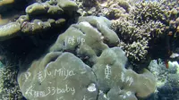 Karang di Dasar Laut Pun Jadi Korban Vandalisme