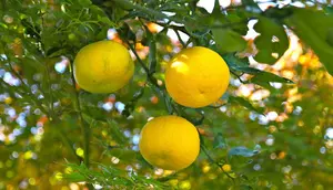 Mengenal Jeruk Yuzu, Buah Citrus Jepang dengan Rasa Asam yang Khas