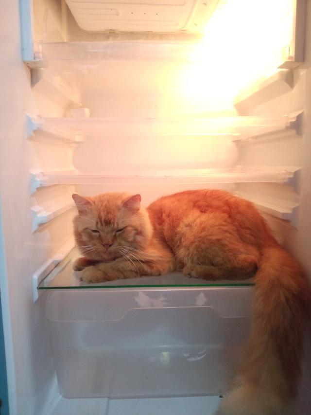 6 Potret Kucing di Dalam Kulkas Ini Bikin Geleng Kepala, Bak Main Petak Umpet