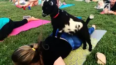  Kelas 'Yoga Kambing' seperti ini bisa ditemui di seluruh penjuru Amerika. VOA