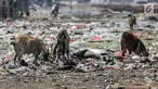 Kawanan kambing memakan sampah rumah tangga di permukiman kumuh Muara Baru, Penjaringan, Jakarta, Selasa (3/9/2019). Sulitnya mencari rumput di Ibu Kota menyebabkan peternak membiarkan kambing-kambing mereka memakan sampah rumah tangga. (Liputan6.com/Faizal Fanani)