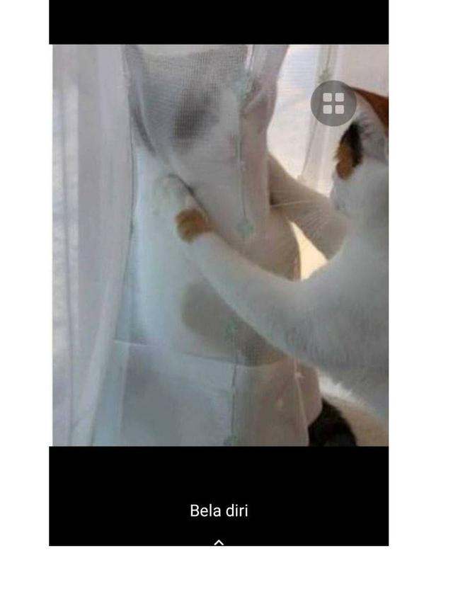 8 Potret Cocoklogi Jika Kucing Ikut Ekstrakurikuler Ini Bikin Gemas