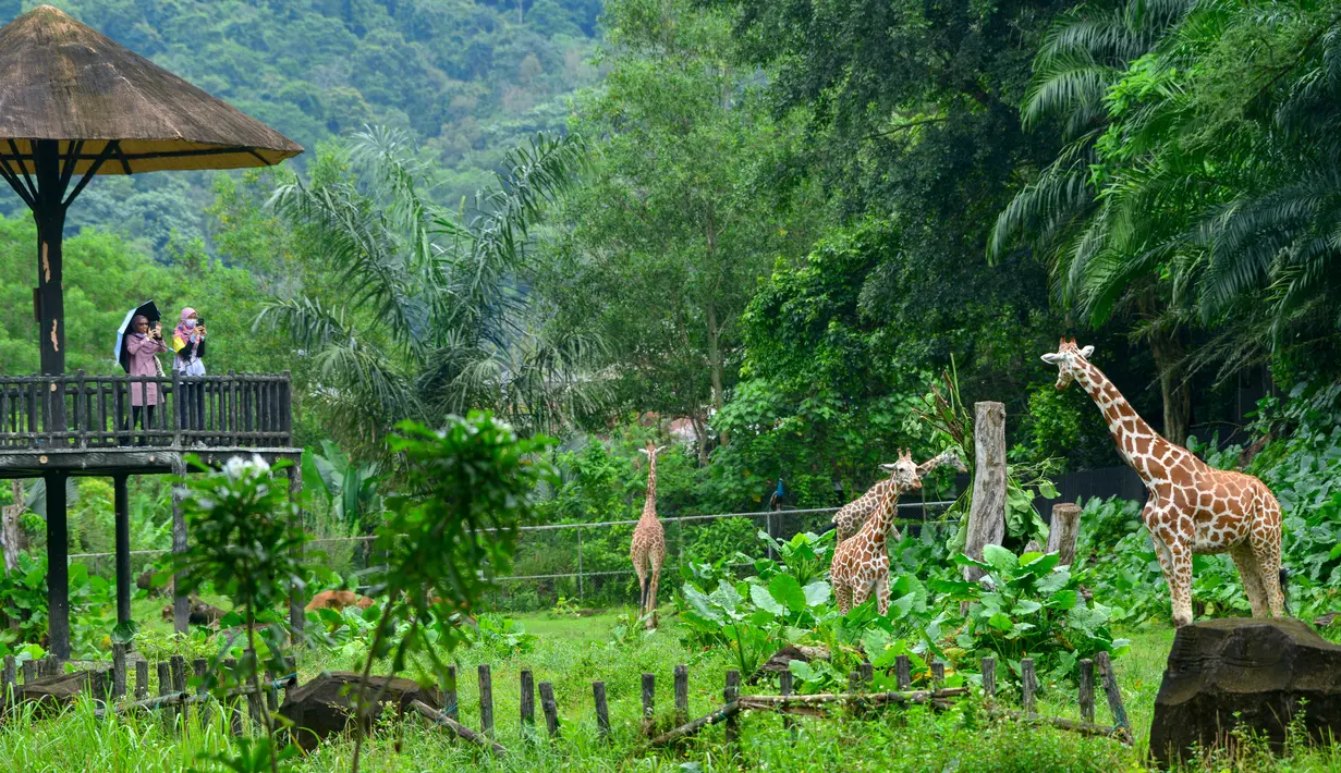 Orang-orang mengunjungi Kebun Binatang Negara dekat Kuala Lumpur, Malaysia, 19 Desember 2020. Kebun Binatang Negara kembali dibuka untuk umum setelah dua bulan ditutup berdasarkan perintah kontrol pergerakan bersyarat di area tersebut. (Xinhua/Chong Voon Chung)