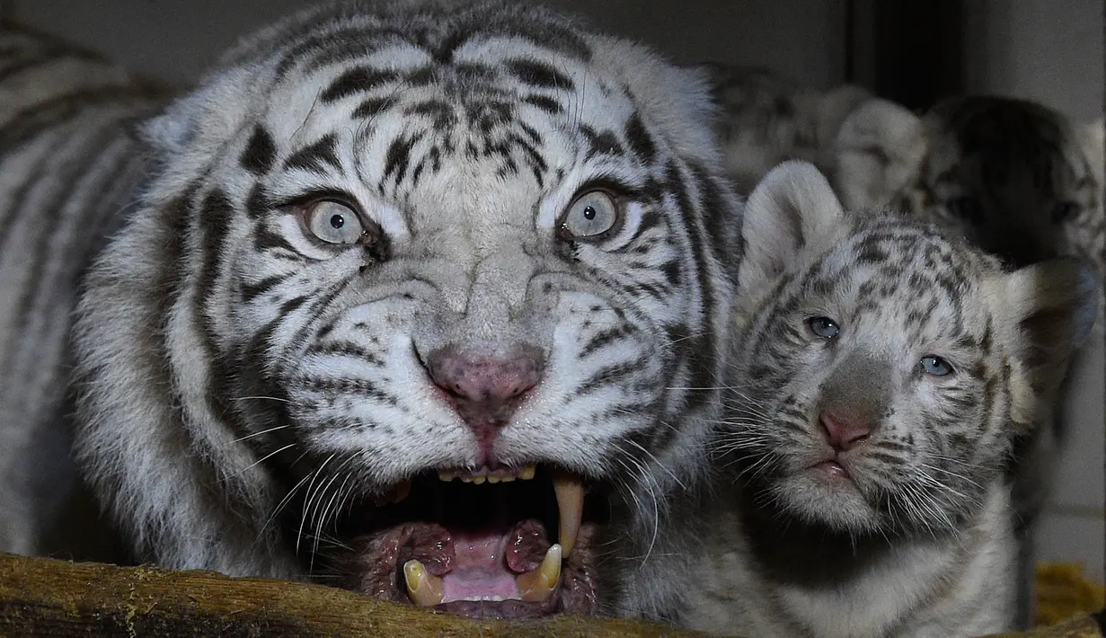 Tiga anak harimau putih berdiri di dekat induk mereka, Orissa, di taman zoologi Amneville, Prancis timur laut pada 9 Maret 2020. Harimau putih yang menjadi hewan terancam punah ini terakhir terlihat di habitat liarnya pada 1950-an. (JEAN-CHRISTOPHE VERHAEGEN / AFP)