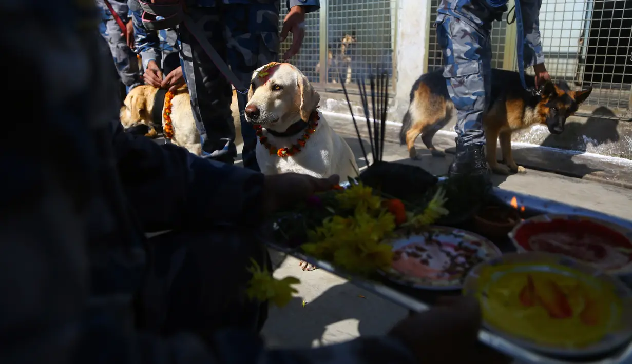 Anjing-anjing polisi ketika mereka disembah selama perayaan festival Tihar di Kathmandu, Minggu (27/10/2019). Festival ini merupakan bagian dari Festival Umat Hindu di Nepal, atau yang lebih akrab dikenal dengan sebutan Deepawali. (AP/Niranjan Shrestha)
