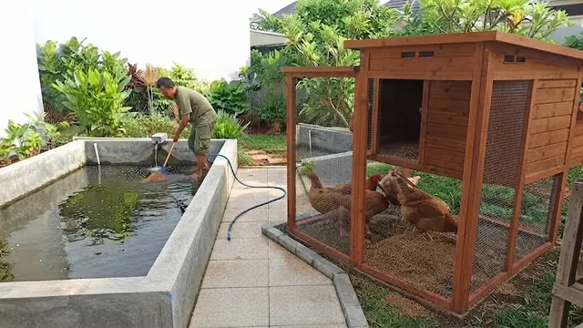Bersihkan Kandang dan Area Kolam Secara Rutin