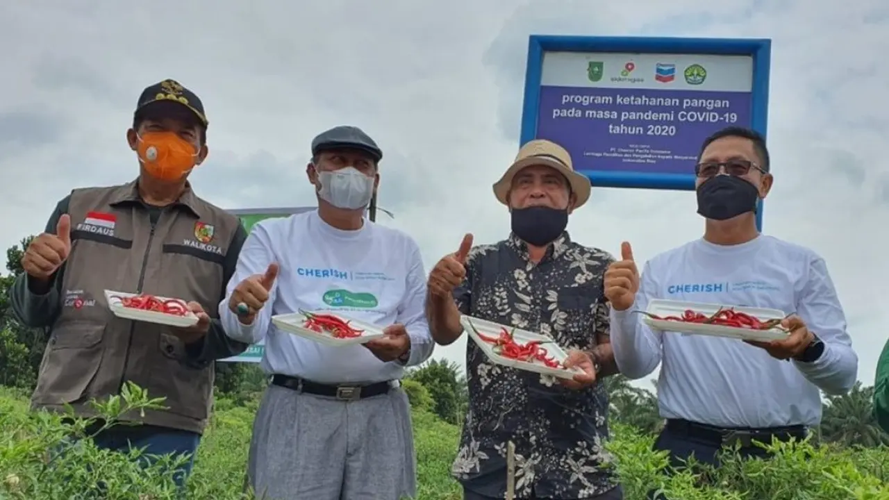 Panen Cabai dan Jagung  di Peluncuran Program untuk  Riau Sehat dan Sejahtera