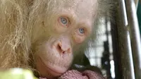Orangutan Albino (HANDOUT / BORNEO ORANGUTAN SURVIVAL FOUNDATION / AFP)