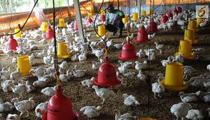 Peternak memberikan makan pada ayam pedaging broiler di kawasan Cipelang, Bogor, Jawa Barat, Selasa (24/7). Harga daging ayam naik mencapi angka Rp 50 ribu per kilogram. (Merdeka.com/Arie Basuki)