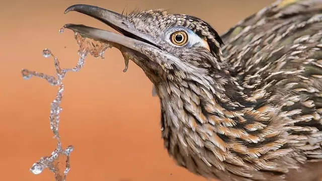 Potret Hewan Sedang Minum Ini Epik Banget (sumber: instagram/fantastic.wildlife)