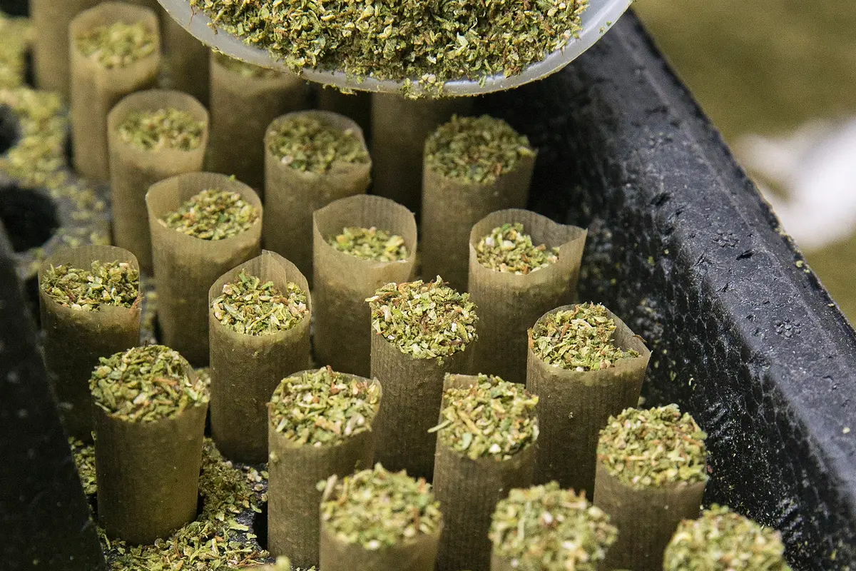 20160327- Proses Pembuatan Rokok Ganja di Israel-AFP Photo