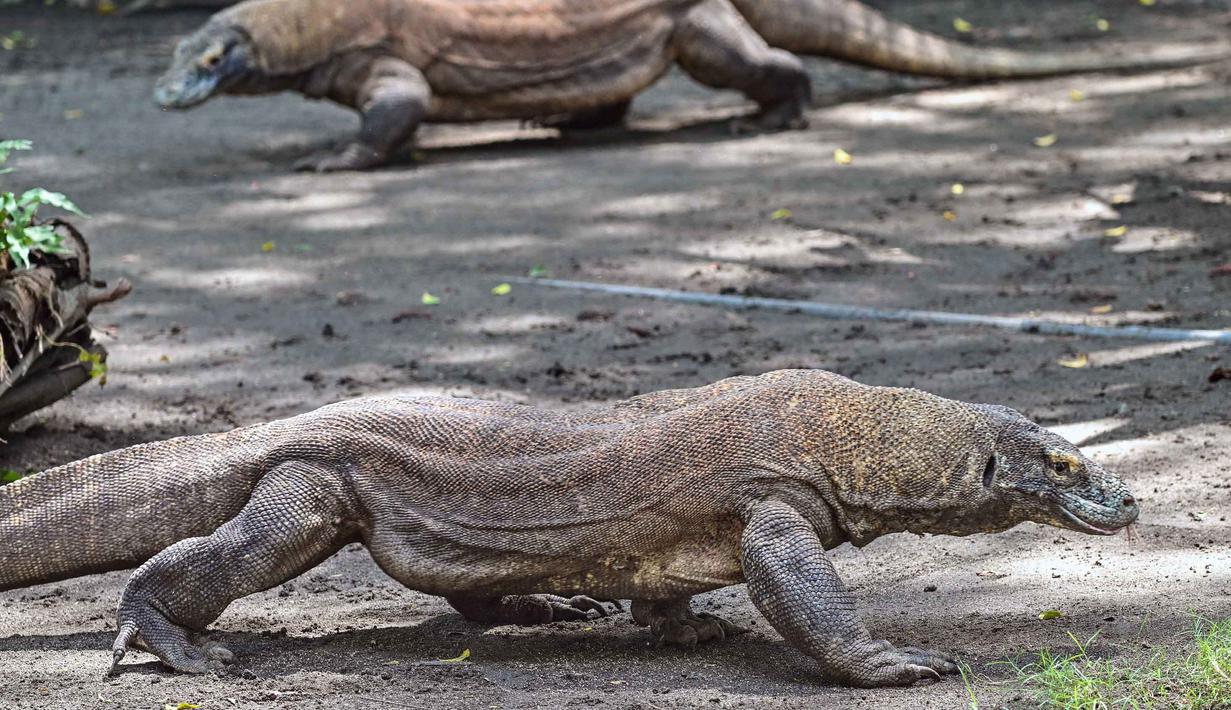 Dua ekor komodo terlihat di dalam kandang di Kebun Binatang Surabaya, Jawa Timur, pada Rabu 29 April 2026. (JUNI KRISWANTO/AFP)
