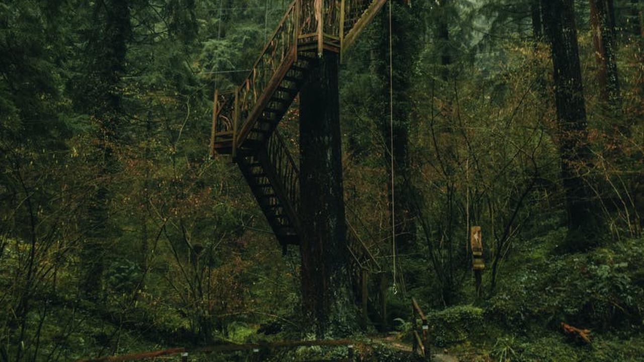 Ilustrasi tangga di hutan (pexels)