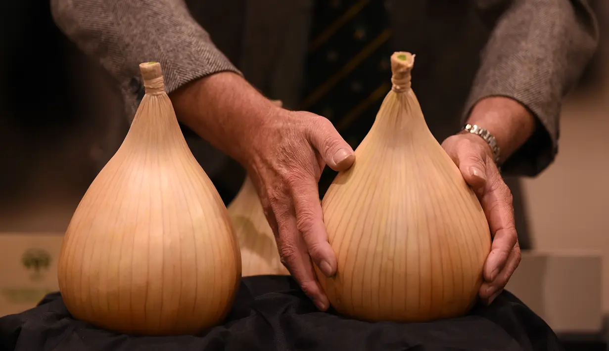 Juri mengukur bawang yang terpanjang ketika mengikuti kompetisi sayuran dan buah raksasa pada hari pertama Flower Show Autumn Harrogate, di Harrogate, Jumat (15/9). Pameran ini salah satu festival musim gugur paling terkenal di Inggris. (OLI SCARFF/AFP)