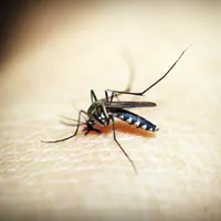 Ilustrasi Gigitan Nyamuk Credit: pexels.com/icon
