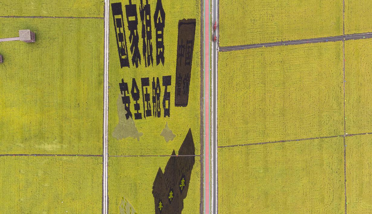 Foto dari udara yang diabadikan pada 21 September 2020 ini menunjukkan sawah yang akan dipanen di sebuah area persawahan di Kota Fujin, Provinsi Heilongjiang, China timur laut. Dalam beberapa hari terakhir, sekitar 2.667 hektare sawah di kota tersebut telah memasuki musim panen. (Xinhua/Zhang Tao)