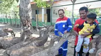 Penangkaran Rusa Jawa oleh Pertamina
