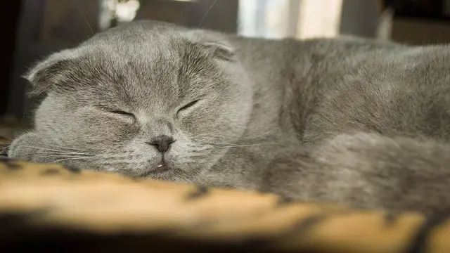 Jadi Peliharaan yang Tengah Naik Daun, Ini 10 Fakta Unik Kucing Scottish Fold
