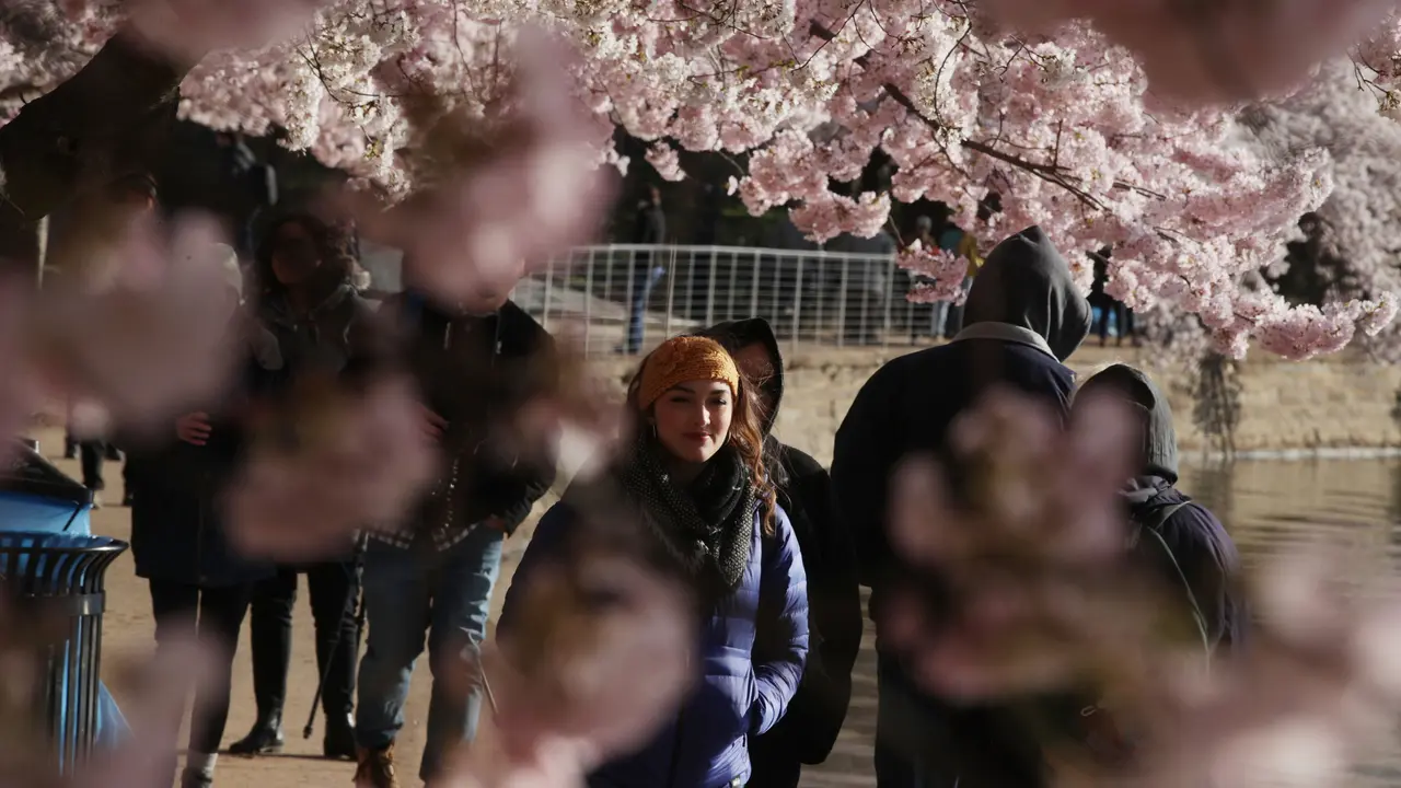 Bunga Sakura di Washington