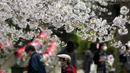 Orang-orang yang memakai masker berjalan-jalan di bawah bunga sakura yang mekar penuh di Kuil Zojoji, Tokyo, Jepang, Selasa (29/3/2022). (AP Photo/Koji Sasahara)