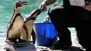 Penguin Humboldt berdiri di atas timbangan selama penimbangan tahunan Kebun Binatang London, Kamis (22/8/2019). Sekitar 650 spesies yang berbeda ditimbang satu persatu sebagai cara utama untuk memantau kesejahteraan penghuni kebun binatang secara keseluruhan. (AP/Kirsty Wigglesworth)