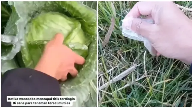 Wonosobo Capai Titik Terdingin, Tanaman Kubis Sampai Beku Diselimuti Es Ini Viral