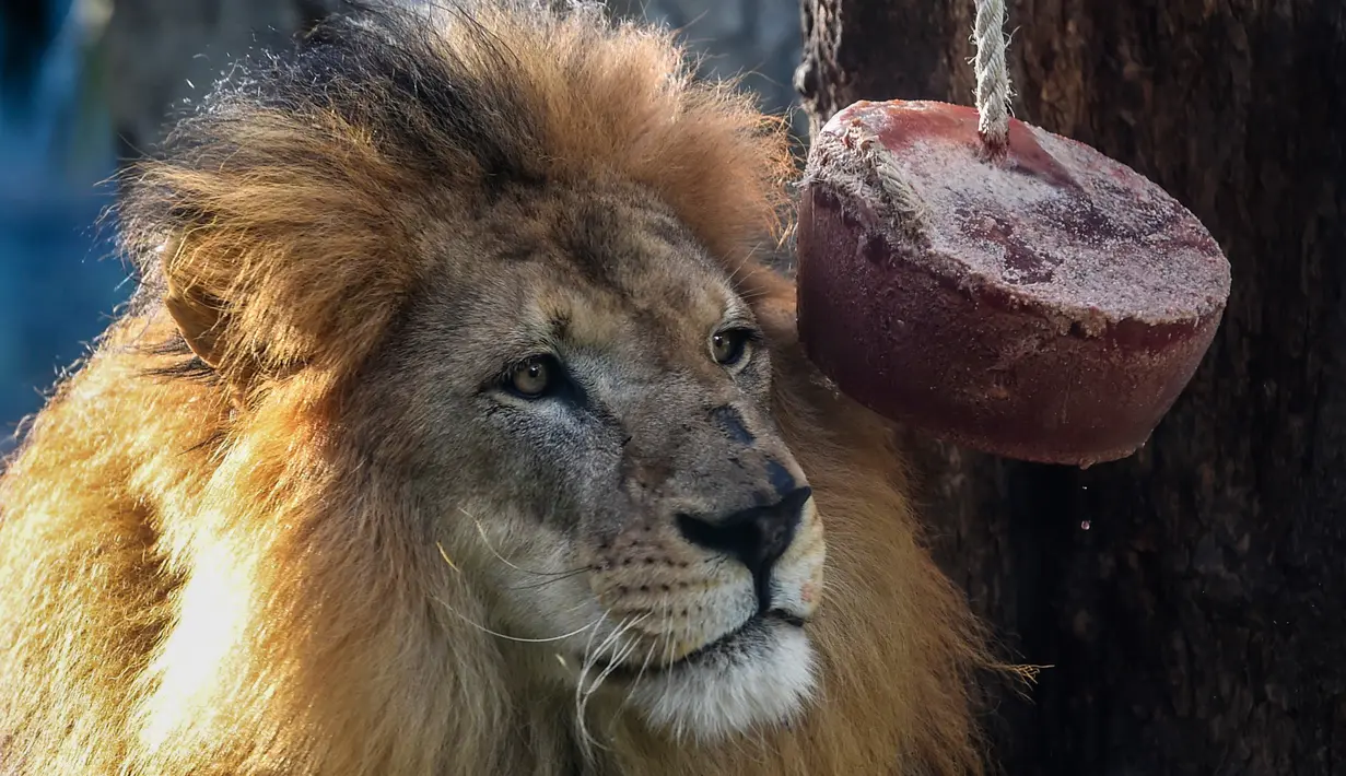 Seekor singa melihat es krim daging di Kebun Binatang Santa Fe di Medellin, Kolombia pada 25 Januari 2020. Para penjaga kebun binatang memberikan es krim khusus pada hewan karena hamparan cuaca yang cukup panas di kota tersebut. (Photo by Joaquin SARMIENTO / AFP)