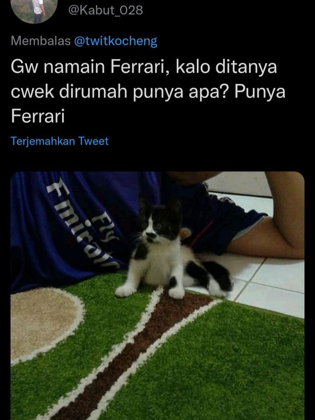 6 Nama Panggilan Kucing Ini Tak Biasa, Kocak Banget