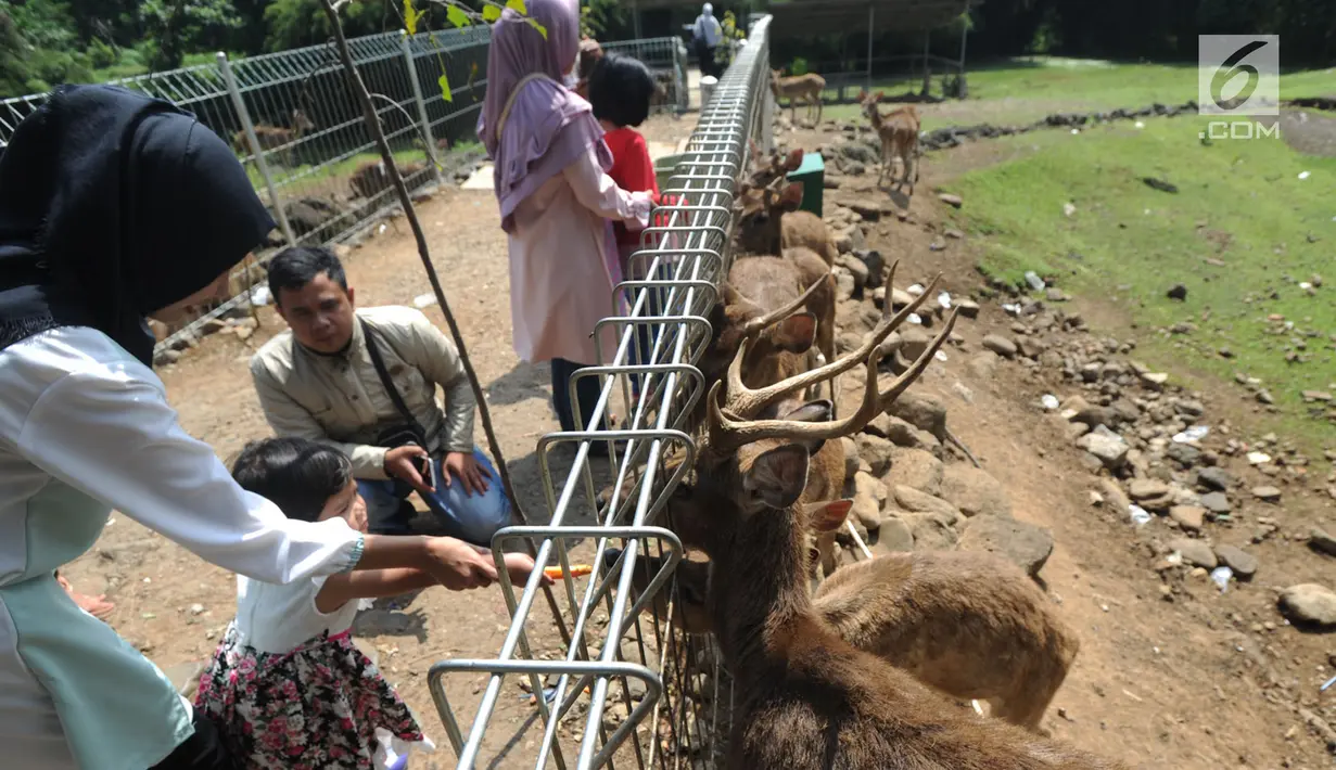 Pengunjung memberi makan rusa Jawa di penangkaran yang terletak di pintu masuk Perumahan BNR, Bogor, Jawa Barat, (19/6). Serlain gratis, pengunjung dapat memberi pendidikan lingkungan hidup kepada anak-anak. (Merdeka.com/Arie Basuki)