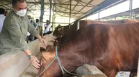 Kementerian Pertanian menegaskan sapi-sapi dari peternak di Jawa Timur siap memenuhi kebutuhan masyarakat wilayah Jabodetabek dan Bandung Raya menjelang bulan Ramadhan dan Lebaran.