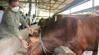Penyakit Mulut dan Kuku Hantui Purbalingga, Setop Pasokan Sapi dari Daerah Endemik!