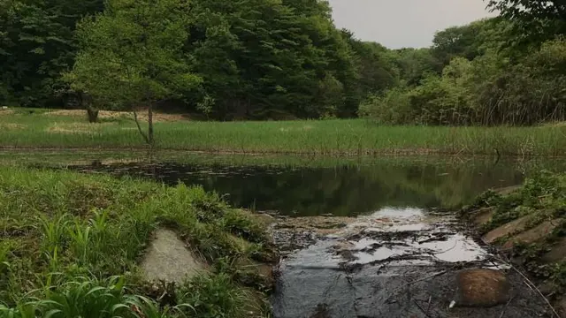 Potret Hutan Totoro