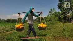 Petani membawa buah timun suri hasil panen di lahan garapan kawasan Sawangan, Depok, Minggu (3/4/2022). Timun suri yang biasa diolah menjadi minuman wajib untuk menemani berbuka puasa ini dijual dari harga Rp 9ribu - Rp 20ribu tergantung ukurannya. (merdeka.com/Arie Basuki)